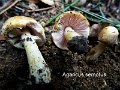 Agaricus semotus-amf176